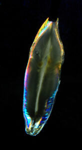 Birrefringencia